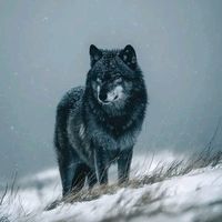 danielmartinezcardona1