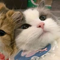 suara asli - —`ˏEstᥱr. ̇•