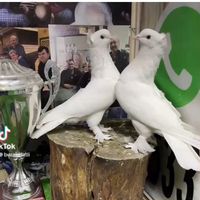 baskentkusevi_