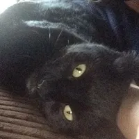 original sound - gangstercatsofficial