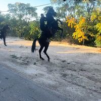 الصوت الأصلي