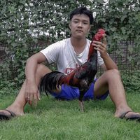 kandang_hokibinjai