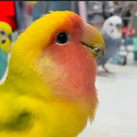coco_p_saran_pogi