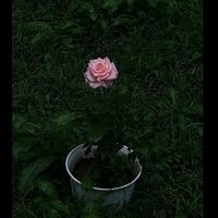 الصوت الأصلي