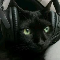 gatitoxdxdxd