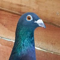 pigeonlover875