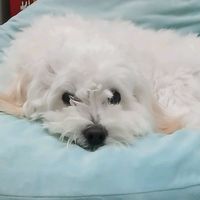 오리지널 사운드 - 유엔