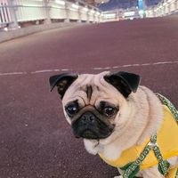 kinako89pug