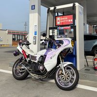 rakun_524