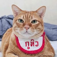 somsomgingercat