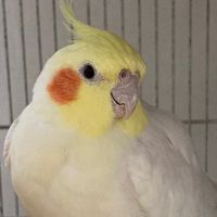 tumakaka_lags