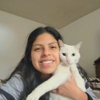 pisquitos