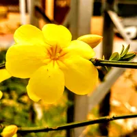 original sound - www.ziddi4