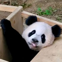 pandam.23