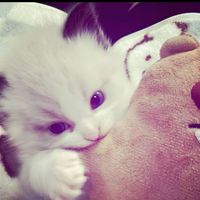 ash_muu