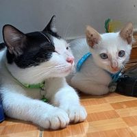 nhạc nền - ANH SILVER Trang Sức Bạc