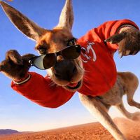 som original - Acervocastela