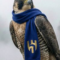 mossasad7