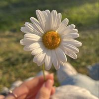 umema_faisal
