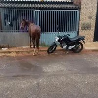 original sound - cavaloesquipadorbrasil