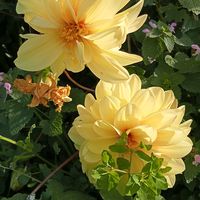_28_gul