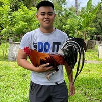 bacolodgamebirds