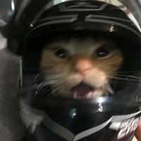 suara asli