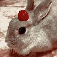 _min_cherry25_