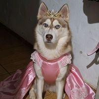 aylaalobaperigosa