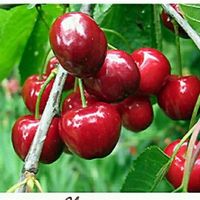 meamcherry