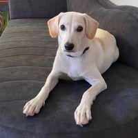 bella_thegoldador