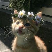 suara asli - syaaacvx