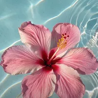 original sound - achi__0904