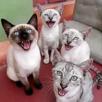 original sound - tormento_2520