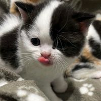 suara asli - R