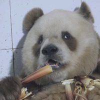 nhạc nền - Fan Anh 7 Bầy Hầy