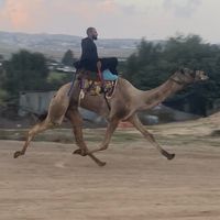 alsnafe_1997