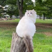 sakuraso_cattery