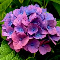 original sound - sha | hanafiah