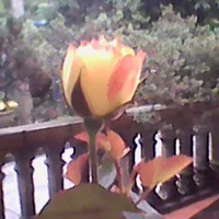 original sound - pure_imaginee