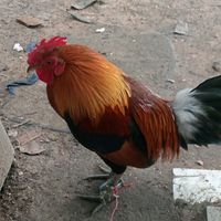 niparat2540