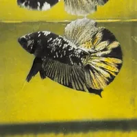 original sound - zhilan_betta27