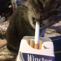 wlik.dameteee