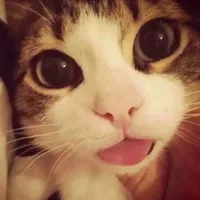 original sound - personablond