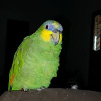 7.graciene