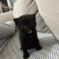 bokpigadeverything