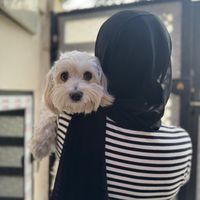 mimo_193