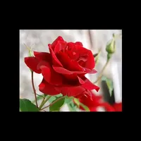 original sound - kholof23