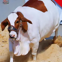 original sound - sabri.cattle.farm1