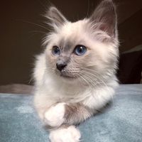 nicobluebirman